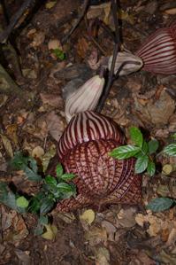 Aristolochia