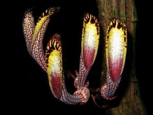 Aristolochia