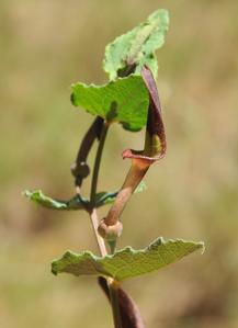 Aristolochia