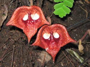 Aristolochia