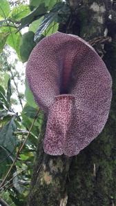 Aristolochia