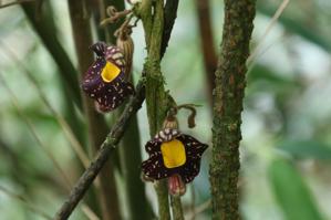 Aristolochia