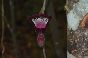 Aristolochia