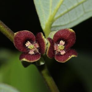 Aristolochiaceae