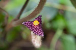 Aristolochia