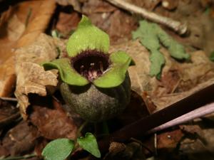 Asarum