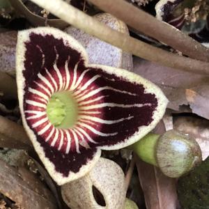 Asarum