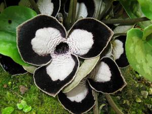 Asarum