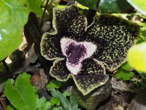 Asarum