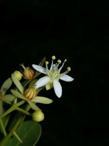 Asteropeiaceae