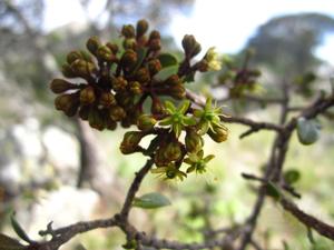 Asteropeiaceae