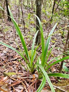 Asteliaceae