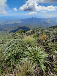 Asteliaceae