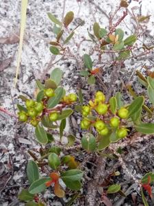 Asteropeiaceae