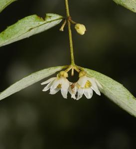 Atherospermataceae