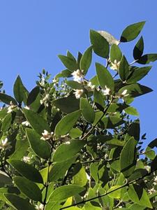 Atherospermataceae