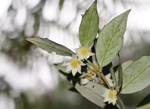 Atherospermataceae