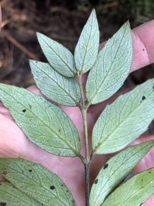 Atherospermataceae