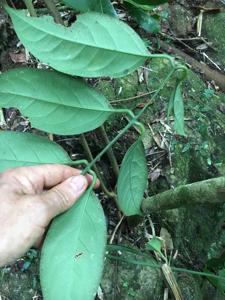 Austrobaileyaceae