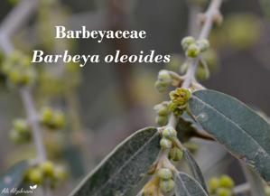 Barbeyaceae