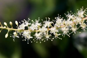 Basellaceae