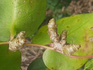 Basellaceae