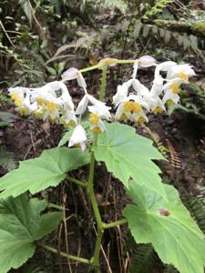 Begoniaceae