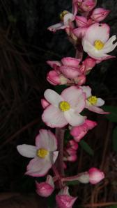 Begoniaceae