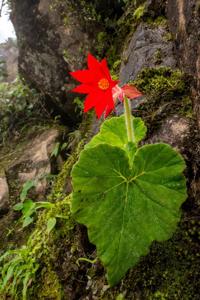 Begoniaceae