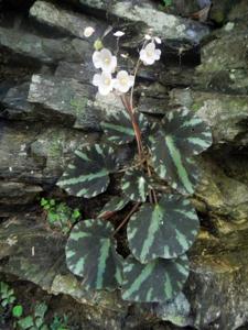 Begonia