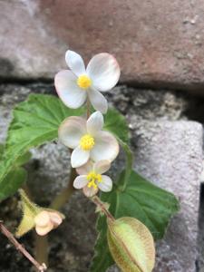 Begonia