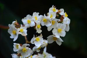 Begonia