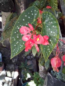 Begonia