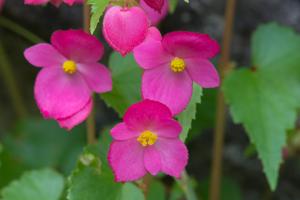 Begonia