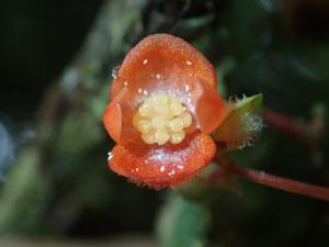 Begoniaceae