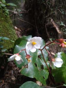 Begonia