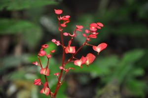 Begonia