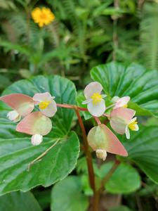 Begonia