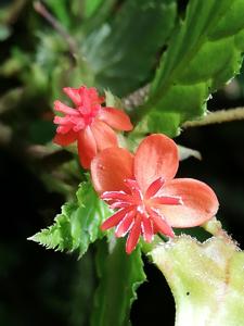 Begonia