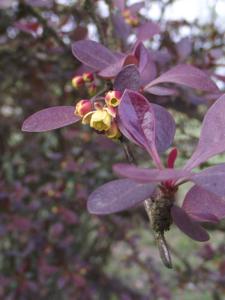 Berberis