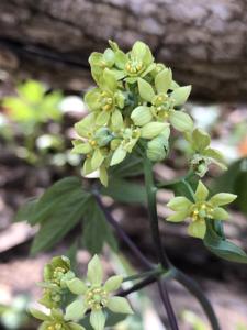 Berberidaceae