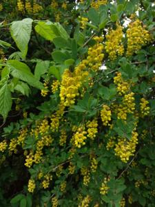 Berberis