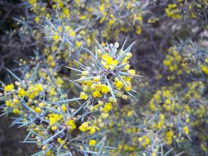 Berberis