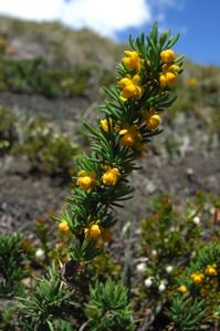 Berberis