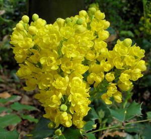 Berberis