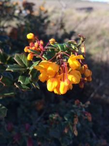 Berberis