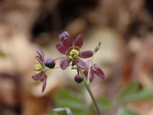 Berberidaceae