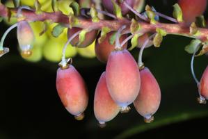 Berberis