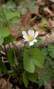 Berberidaceae