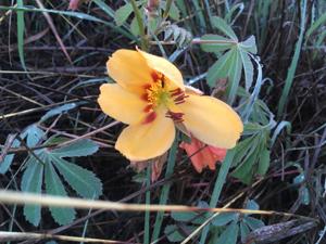 Bixaceae